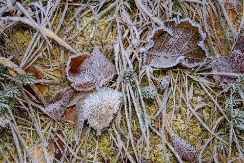 Stilleben mit Frost auf Herbstblättern. von AdWF