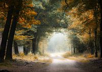 doorkijk door bomen