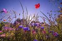 Bloemenveld voor zonsopgang