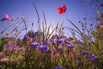 Bloemenveld voor zonsopgang van Kurt Krause