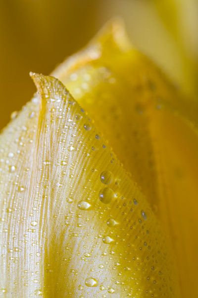 Frühling und Tulpen von Rik Verslype