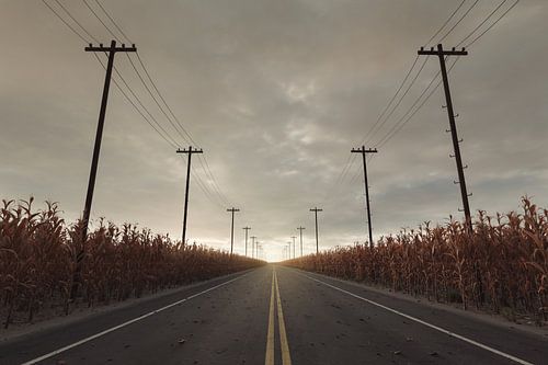 Landweg tussen verdorde maïs graanvelden en elektriciteitsmasten