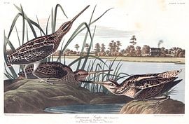 Bécassine de Wilson