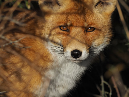 Vos in de duinen bij Kijkduin ZH