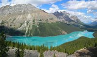 Peyto Lake Banff van  thumbnail