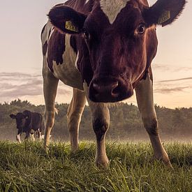 Nieuwsgierige koe by Arie Bruinsma