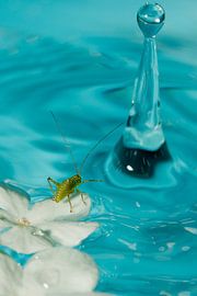 The Magician van Jan Pleiter