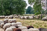 Drenthe Heath Sheep