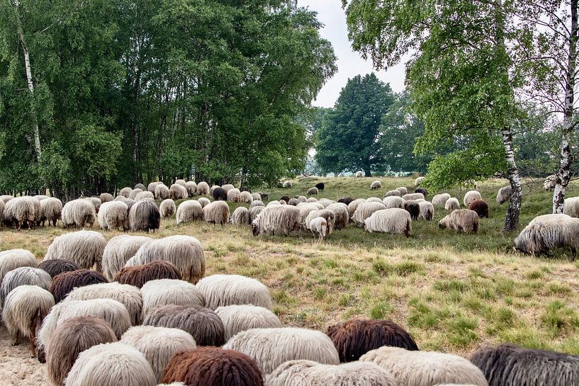Drenthe Heath Sheep by Ron van der Kolk