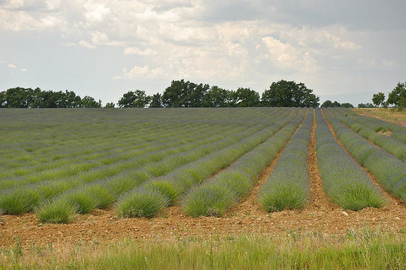 Provence lavendelveld  van Rene du Chatenier