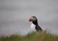 Puffin
