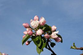 Apfelblüte von Spijks PhotoGraphics