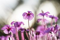 Bloesems in het tegenlicht