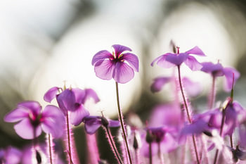 Fleurs à contre-jour