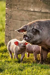 Sau und Ferkel
