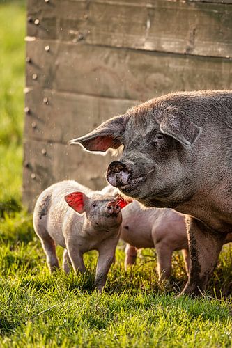 Sow and piglets