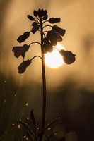 Morgenstond