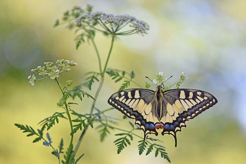 Zwaluwstaart op Wilde Wortel