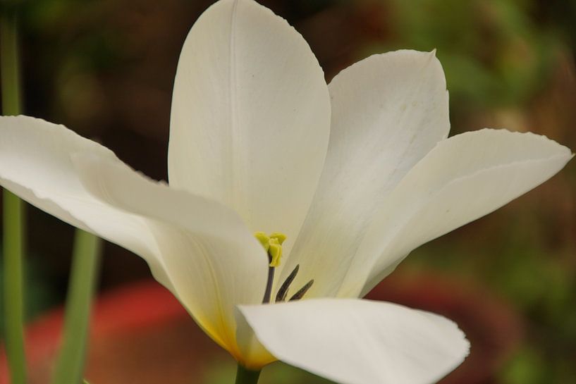 white tulip at its end by wil spijker