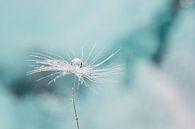 Detail van een paardenbloem van Miranda van Hulst thumbnail