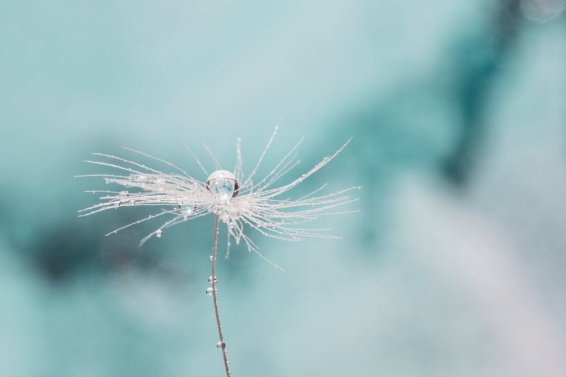 Detail van een paardenbloem van Miranda van Hulst