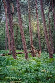 Broken von John Goossens Photography