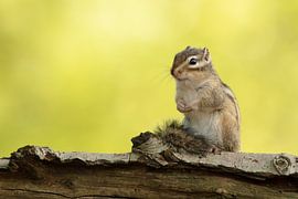 Sibirisches Erdhörnchen von Elles Rijsdijk