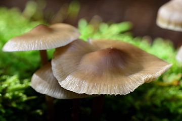 Drie paddenstoelen in de zon