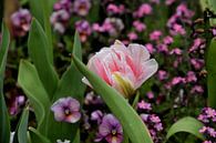 Een roze tulp omringd door paarse bloemen ? van Corine Dekker thumbnail