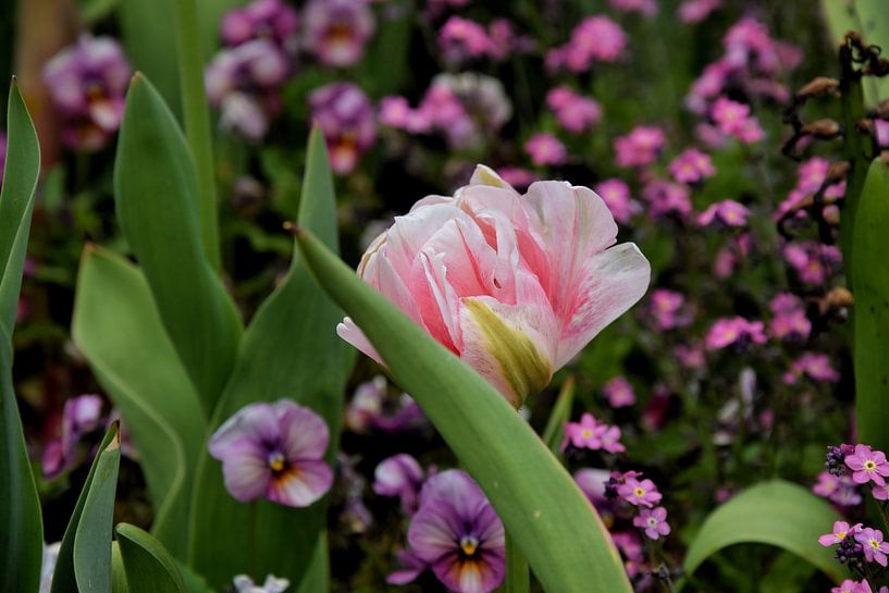 Een roze tulp omringd door paarse bloemen ? van Corine Dekker