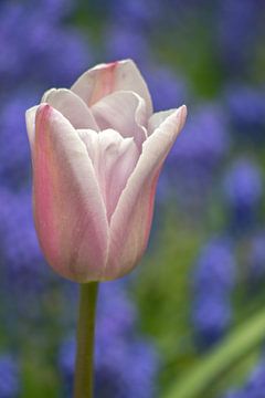 Kleurige Keukenhof  von corrie Soeteman