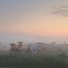 Vaches dans le brouillard sur Rinnie Wijnstra (FotoAmeland )