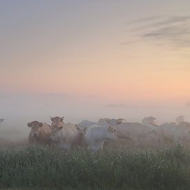 Kühe im Nebel von Rinnie Wijnstra