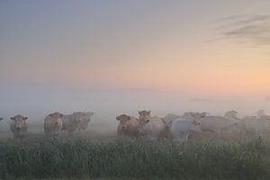 Kühe im Nebel