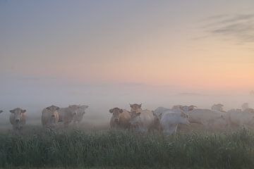 Vaches dans le brouillard sur Rinnie Wijnstra