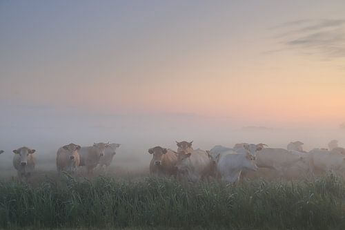 Koeien in de mist van Rinnie Wijnstra