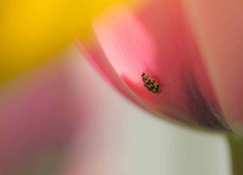 Süße Überraschung (pastellfarbene Tulpen mit Marienkäfer) von Birgitte Bergman