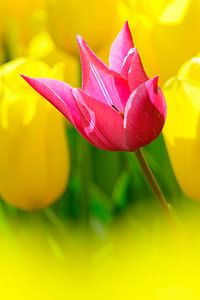 Im Frühling in einem Tulpenfeld stehen