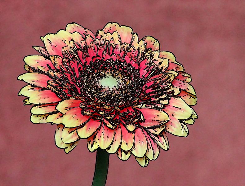 Gerbera von Jose Lok