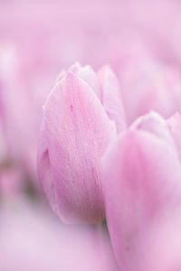 Zachte roze tulpen close up van KB Design & Photography (Karen Brouwer)