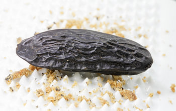 tonka bean