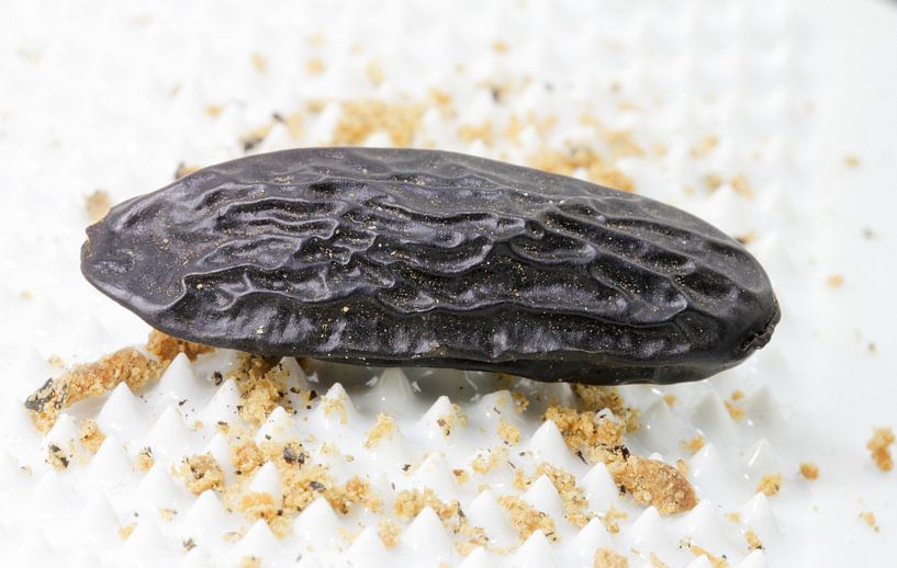 tonka bean by Time_Pictures