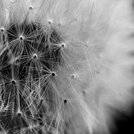 Dandelion by Helga fotosvanhelga