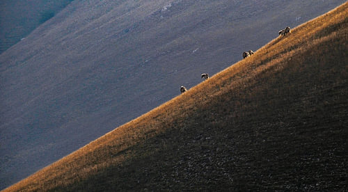 Horses