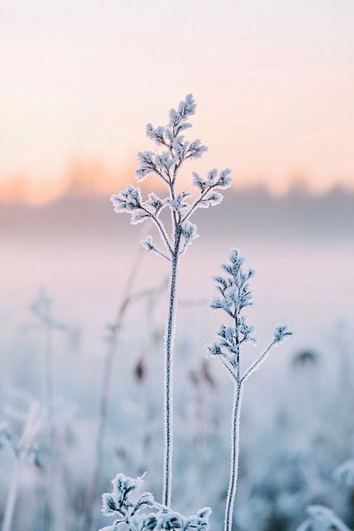 Plante gelée au lever du soleil par Imperial Art House