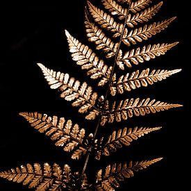 Goldener Farn vor schwarzem Hintergrund von Yanuschka | Fotografie Noordwijk