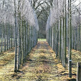 Symmetrisch gepflanzte Bäume von T. Berrevoet
