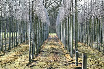 Symmetrisch geplante bomen van T. Berrevoet
