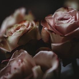 Soft pink roses van Marije Jellema