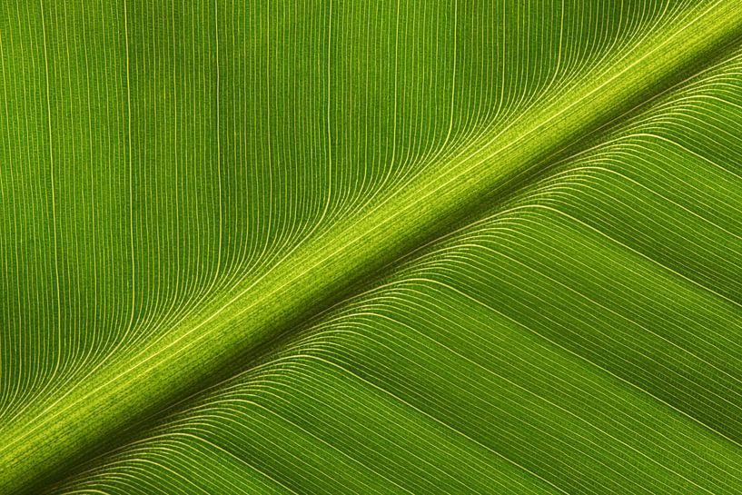 Leaf of a Banana plant by Ronald Pol